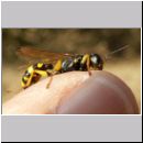 Mellinus arvensis - Kotwespe w14.jpg